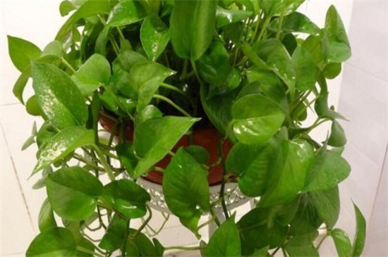 啤酒让绿萝叶子更绿的办法，稀释后浇洒或擦拭叶片