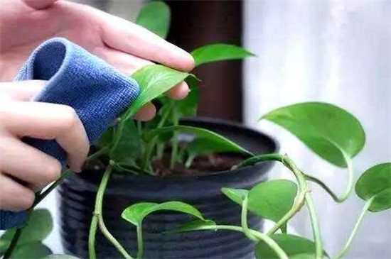 啤酒让绿萝叶子更绿的办法，稀释后浇洒或擦拭叶片