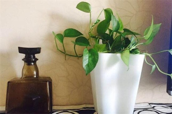 啤酒让绿萝叶子更绿的办法，稀释后浇洒或擦拭叶片