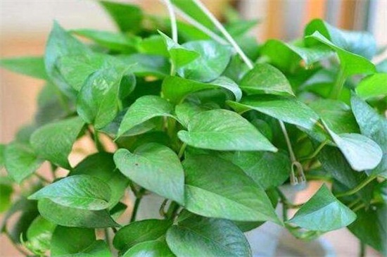 啤酒让绿萝叶子更绿的办法，稀释后浇洒或擦拭叶片
