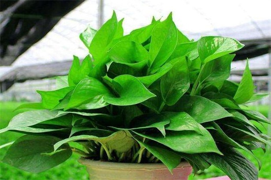 啤酒让绿萝叶子更绿的办法，稀释后浇洒或擦拭叶片