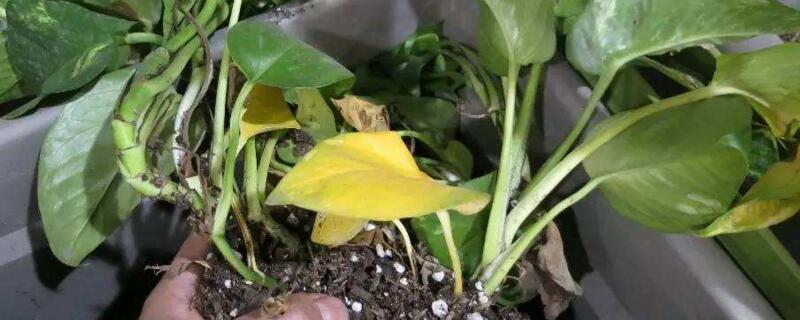 绿萝为何烂根如何治