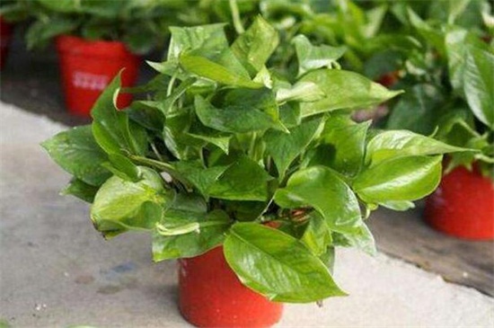 绿萝为何烂根如何治