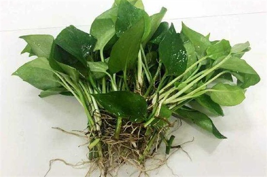 绿萝为何烂根如何治