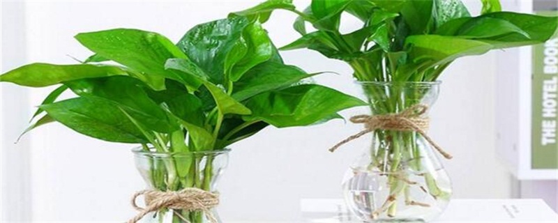 水养绿萝根部如何修剪