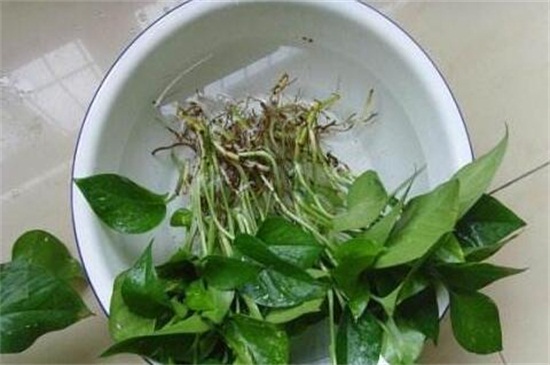 水养绿萝根部如何修剪