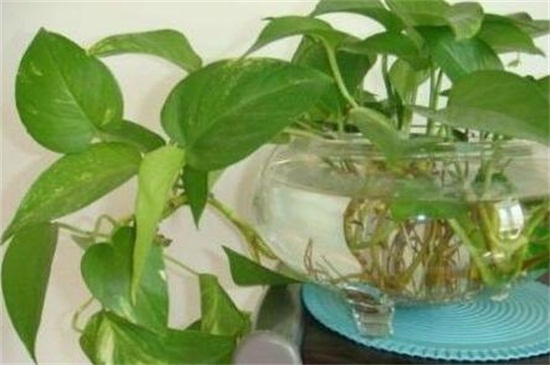 水养绿萝根部如何修剪