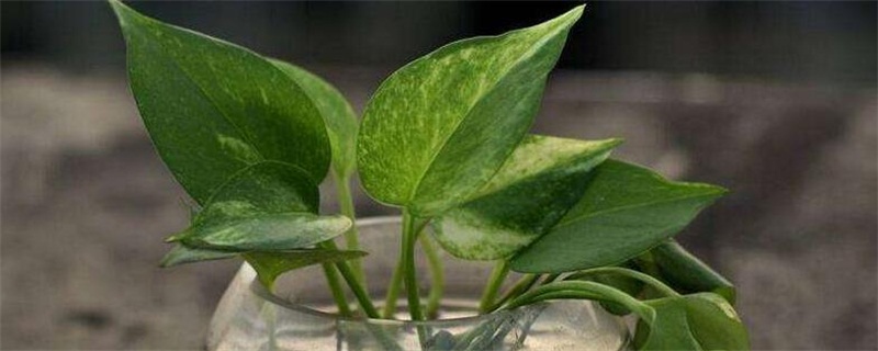 水养绿萝如何施肥