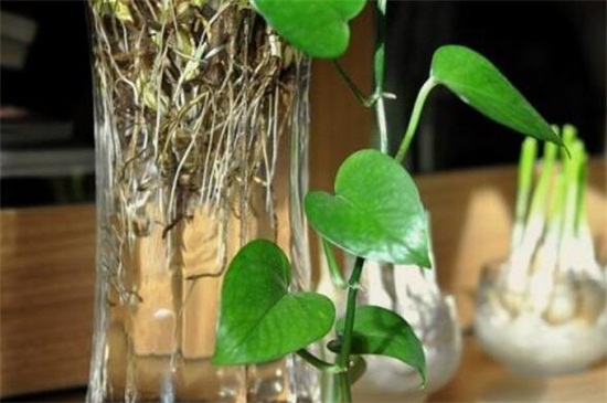 水养绿萝如何施肥