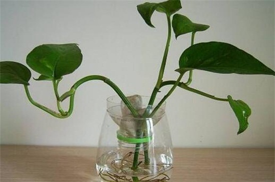 水养绿萝如何施肥