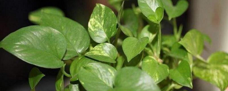 水培绿萝的养殖办法