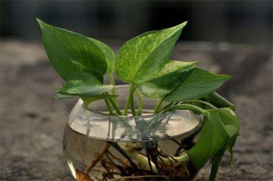 水培绿萝的养殖办法