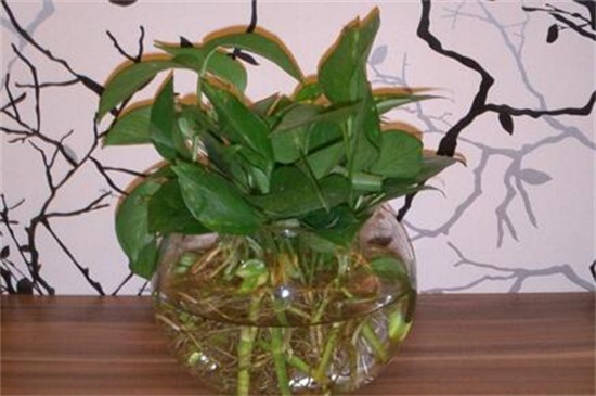 水培绿萝的养殖办法