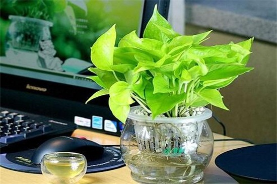 绿萝水养如何养