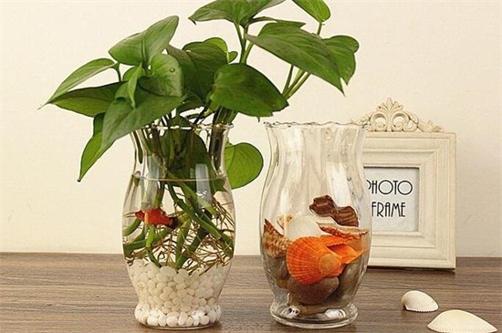 绿萝水养如何养