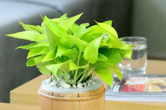 绿萝冬季如何浇水