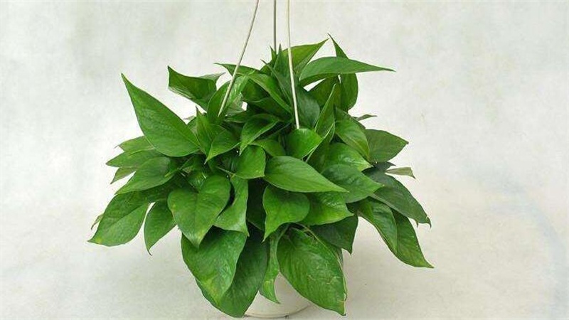 绿萝的养殖办法