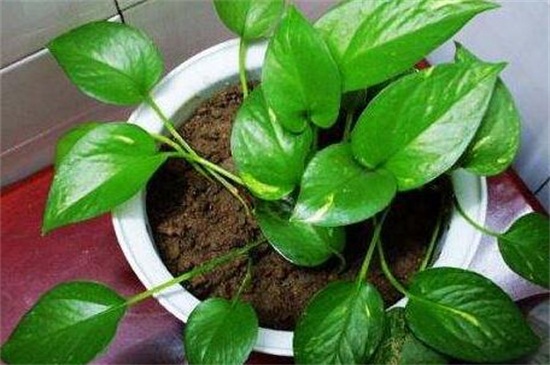 绿萝的养殖办法