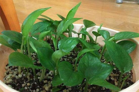 绿萝的养殖办法