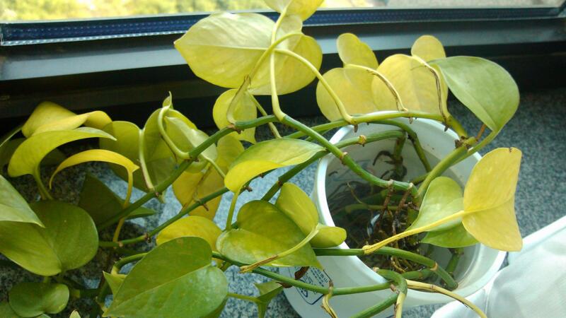 绿萝叶子发黄如何补救