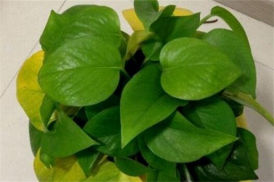 绿萝叶子发黄如何补救