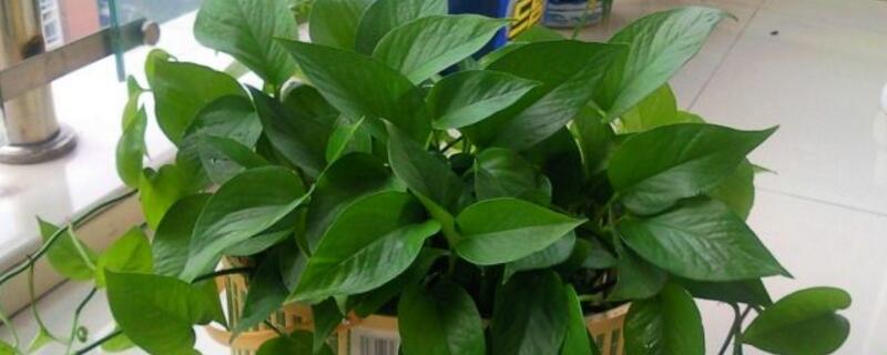 绿萝摆放的地方图