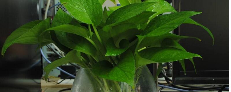 水培绿萝叶片发黄如何办