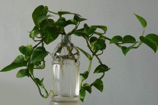 水培绿萝叶片发黄如何办