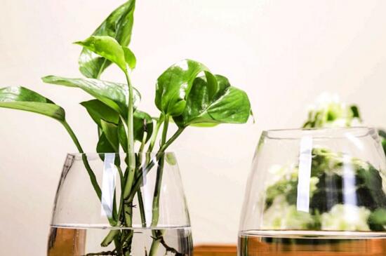 水培绿萝叶片发黄如何办