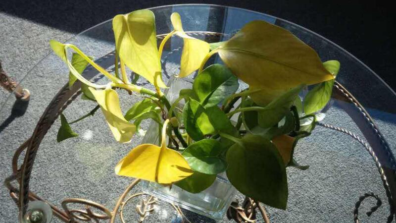 水培绿萝叶片发黄如何办