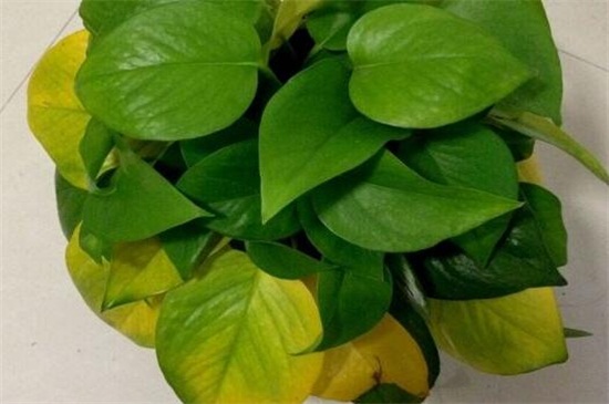 水培绿萝叶片发黄如何办