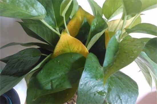 水培绿萝叶片发黄如何办