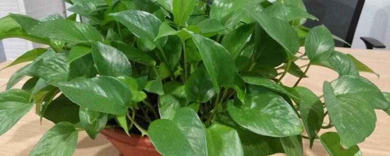 绿萝冬季应该如何养