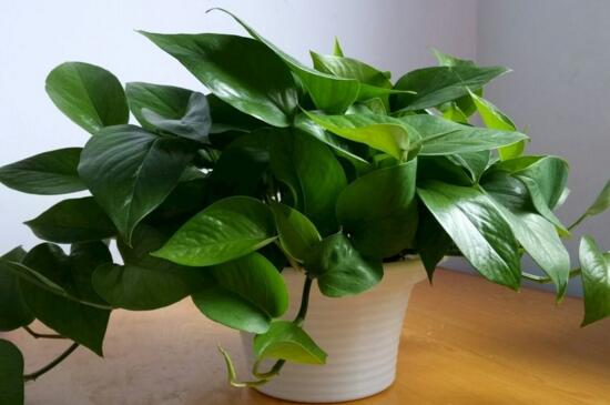 绿萝冬季应该如何养