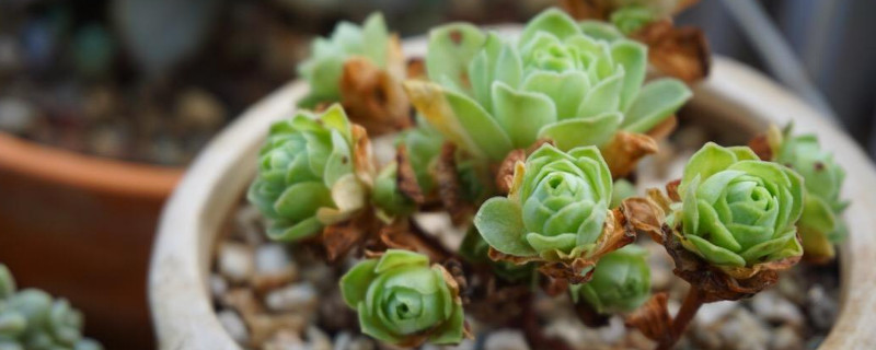 山地玫瑰烂根如何办