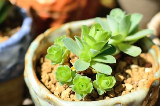 山地玫瑰烂根如何办