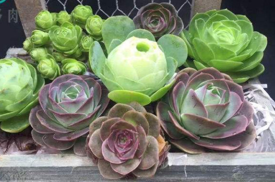 山地玫瑰烂根如何办