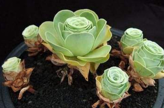 山地玫瑰烂根如何办