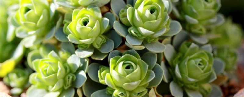 山地玫瑰如何浇水