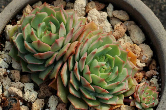 山地玫瑰如何浇水