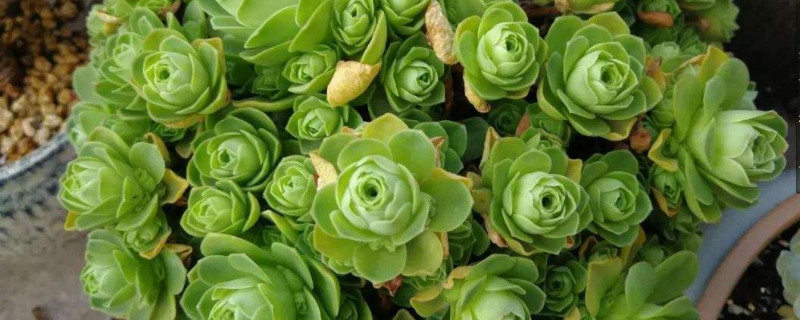 山地玫瑰干了如何办