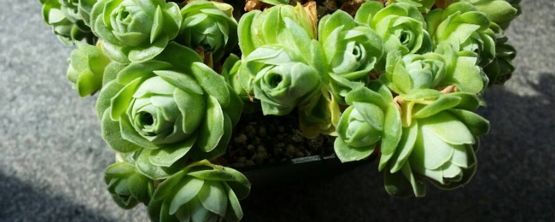 山地玫瑰杆子干了如何回事