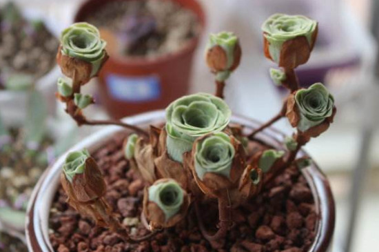 山地玫瑰杆子干了如何回事