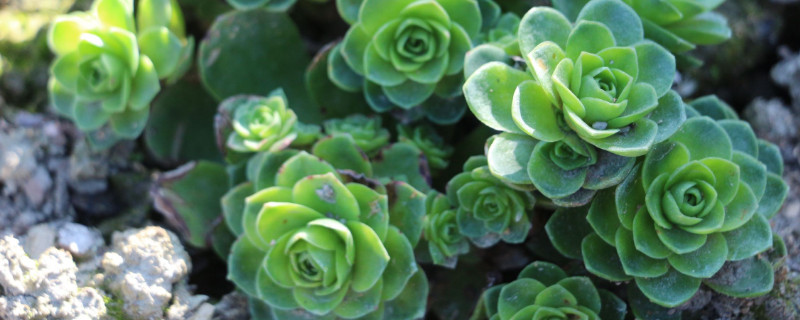 山地玫瑰枯萎了如何办