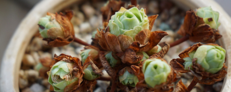 山地玫瑰裸根干了如何种