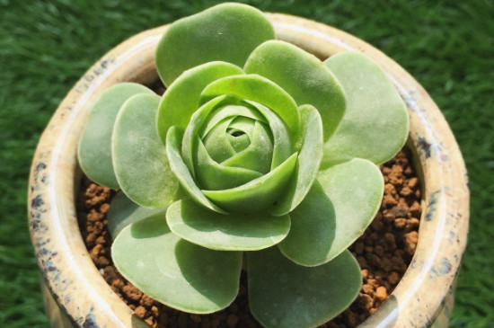 山地玫瑰裸根干了如何种