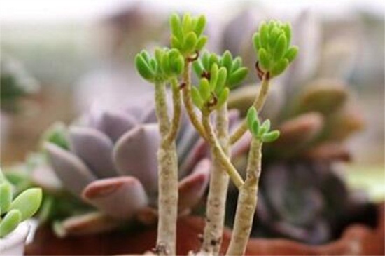 八千代如何修剪，春秋季消毒修剪植株