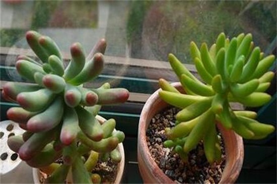 八千代如何修剪，春秋季消毒修剪植株