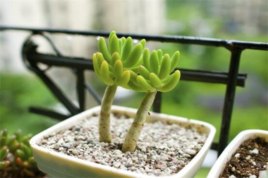 八千代如何修剪，春秋季消毒修剪植株