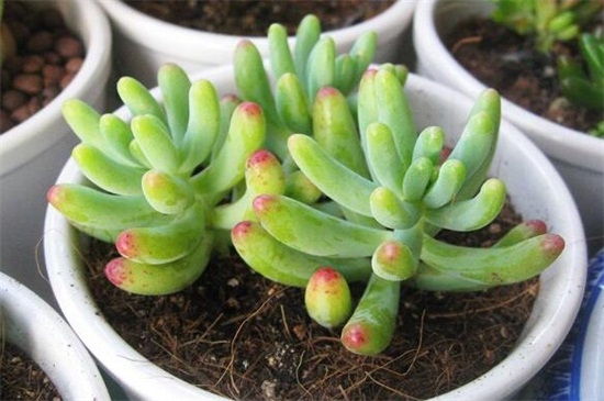 八千代如何修剪，春秋季消毒修剪植株